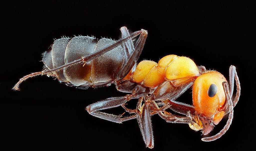 Ant Control service in Davie, FL