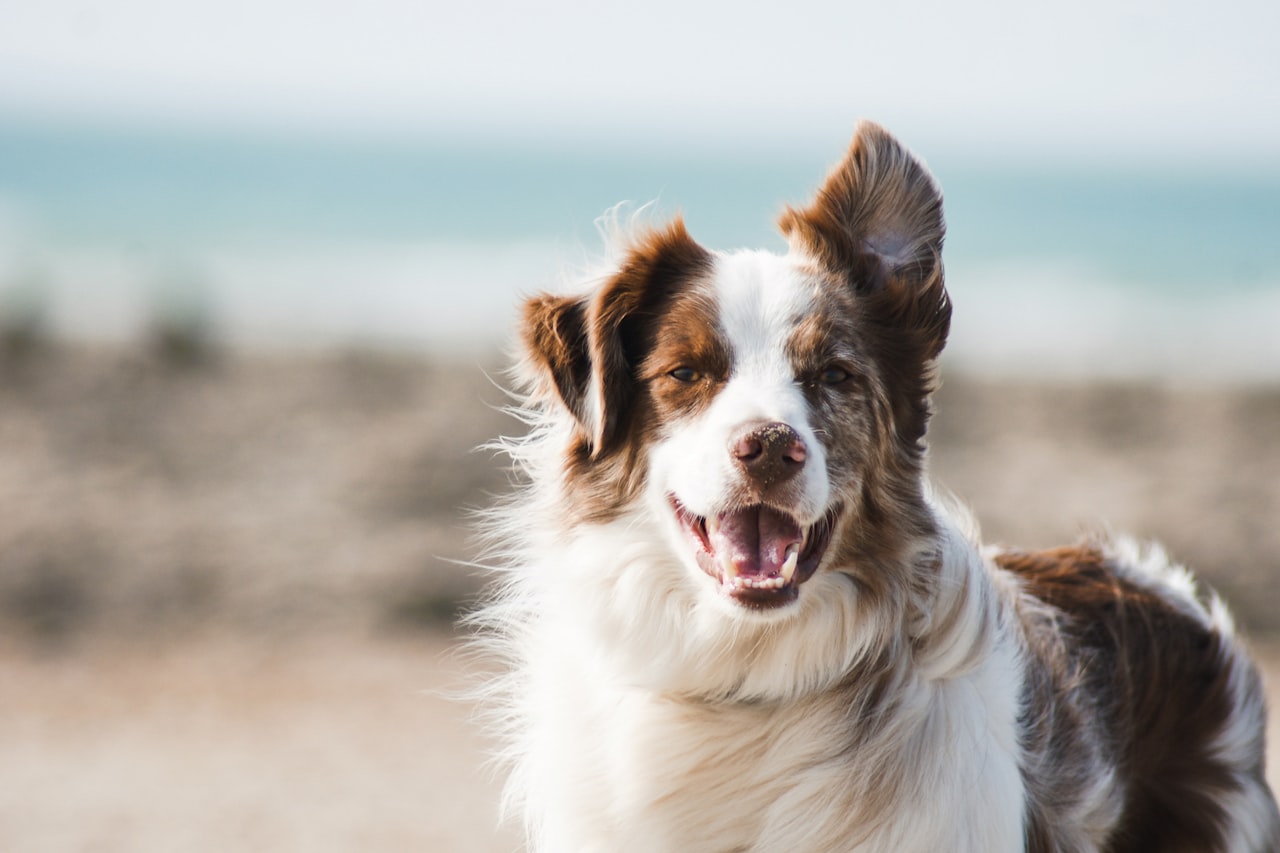 Flea & Tick Control service in Davie, FL