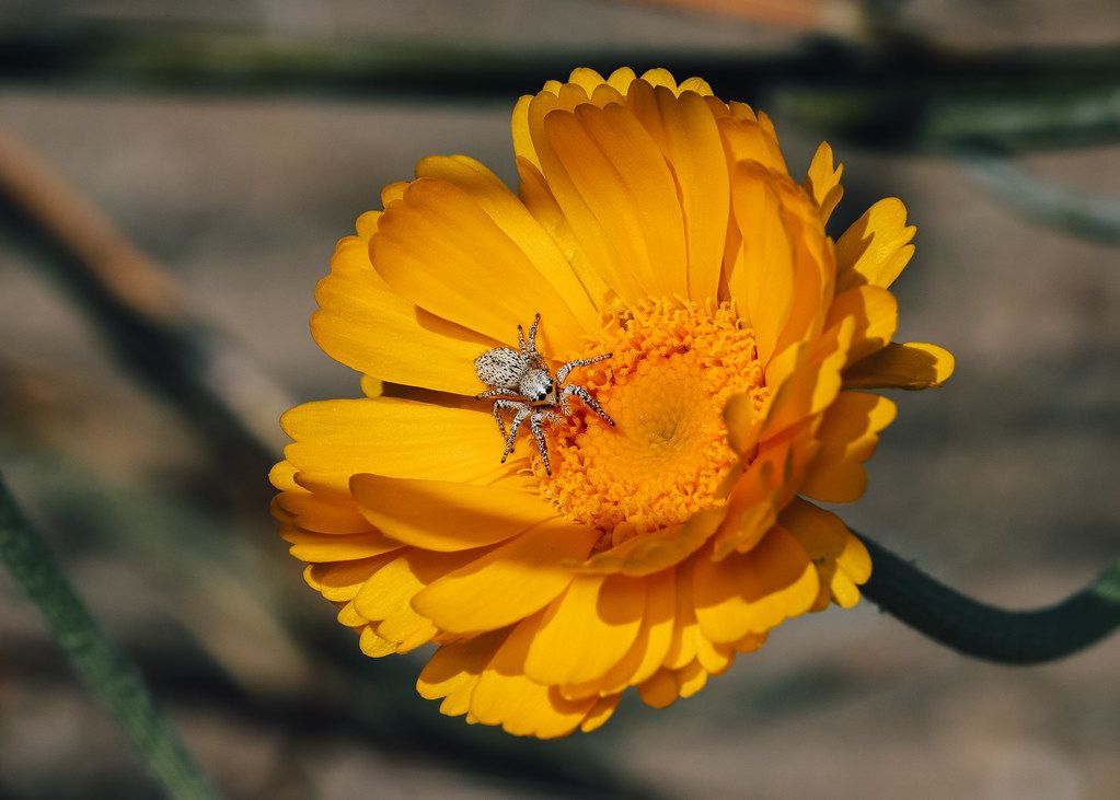 Spider Control service in Davie, FL